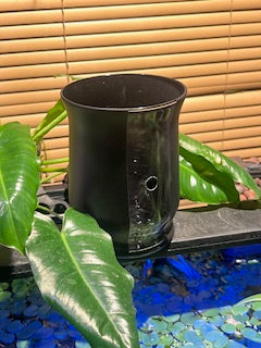 Pothos N'Joy
