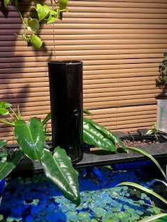 Pothos N'Joy