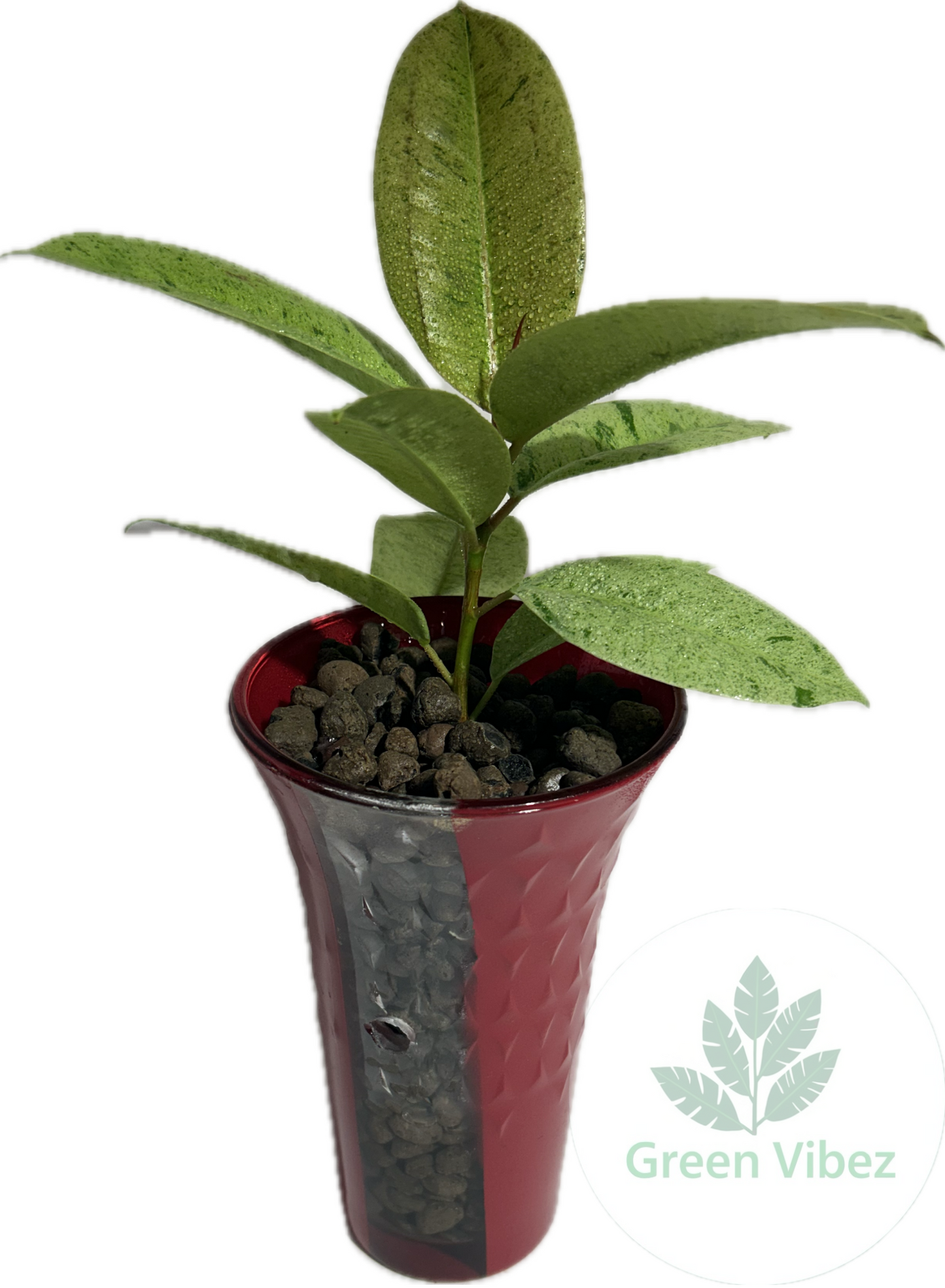 Rubber Tree (Moonshine)