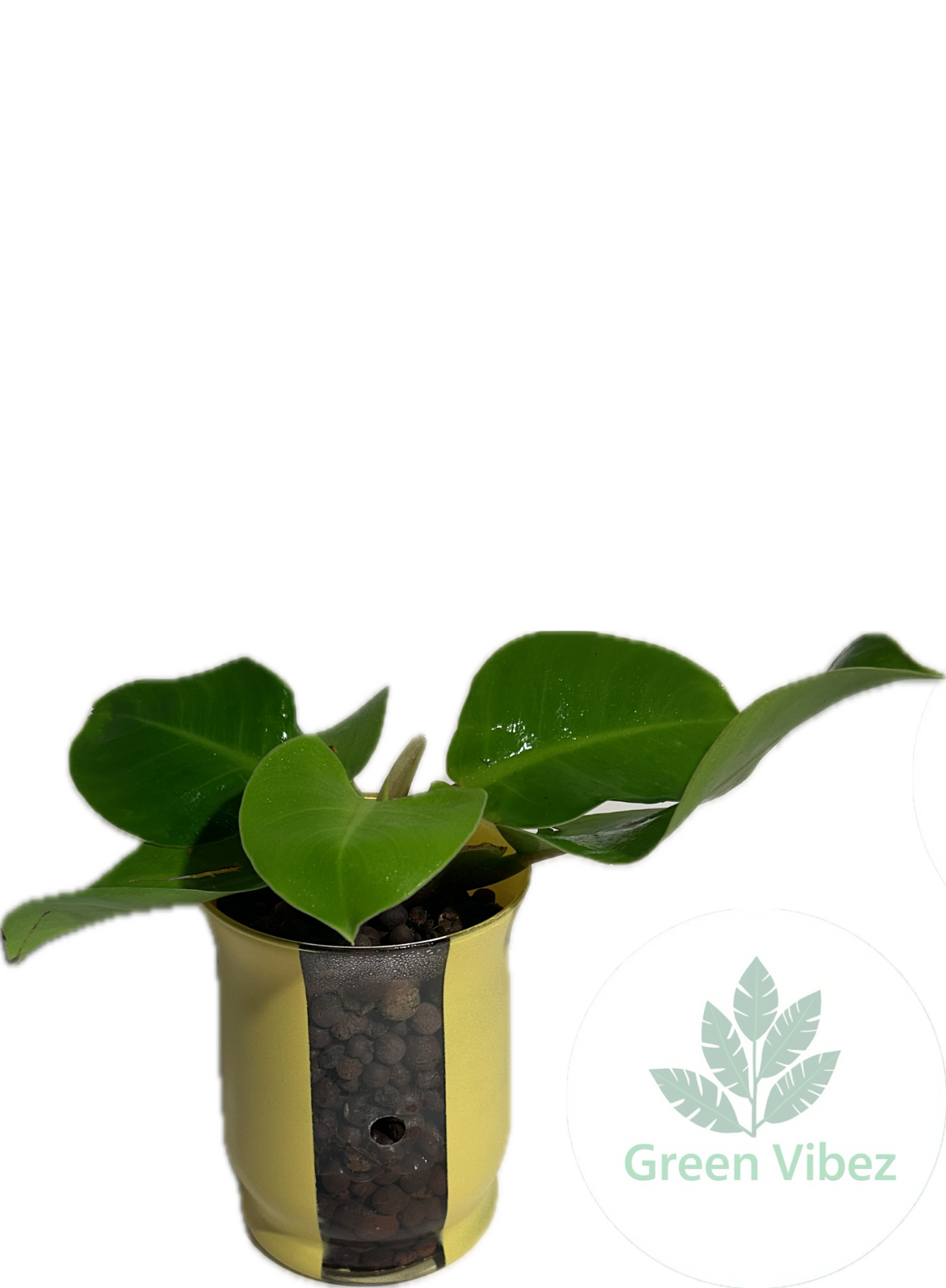 Philodendron Imperial Gold