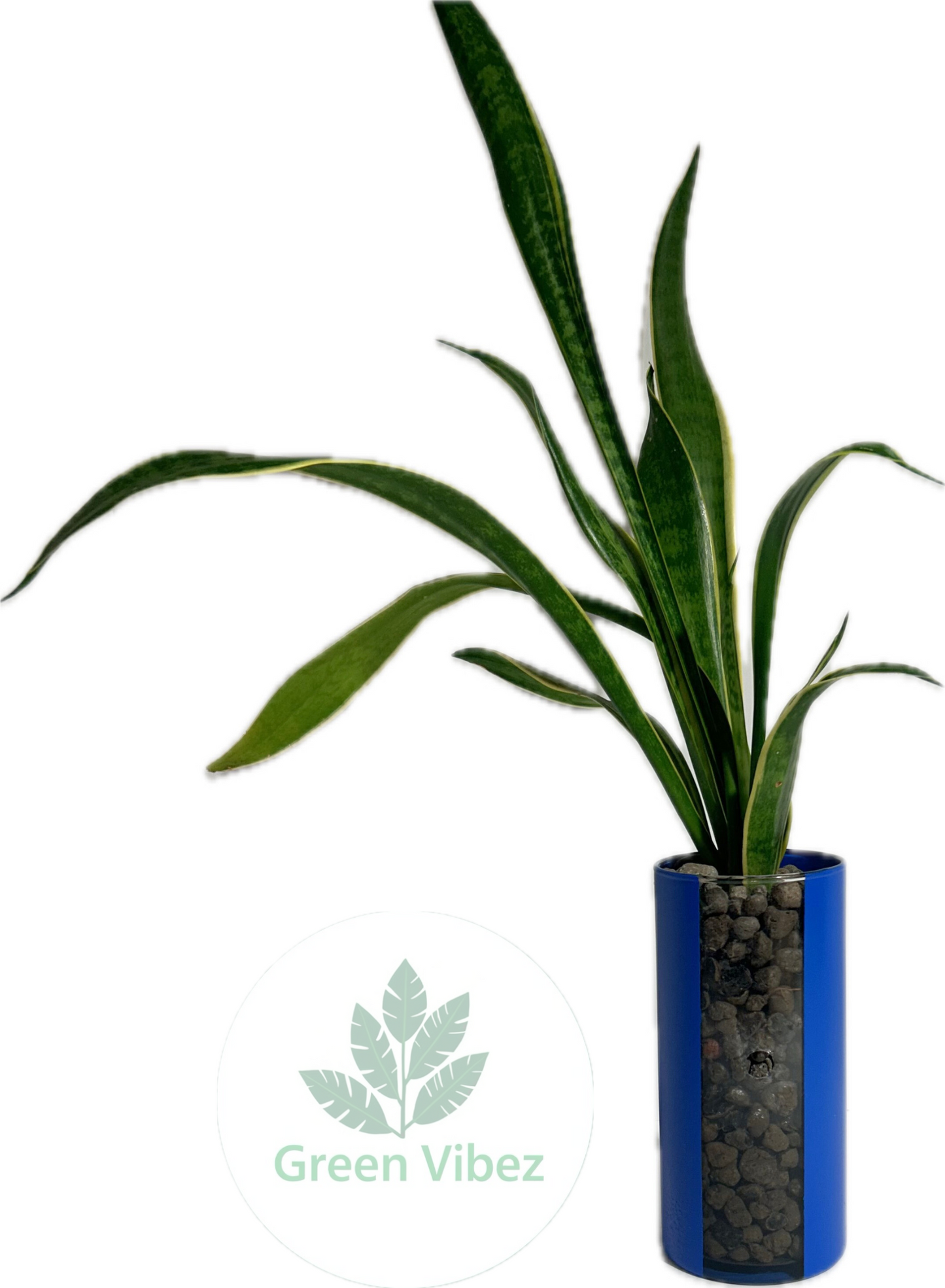 Snake Plant