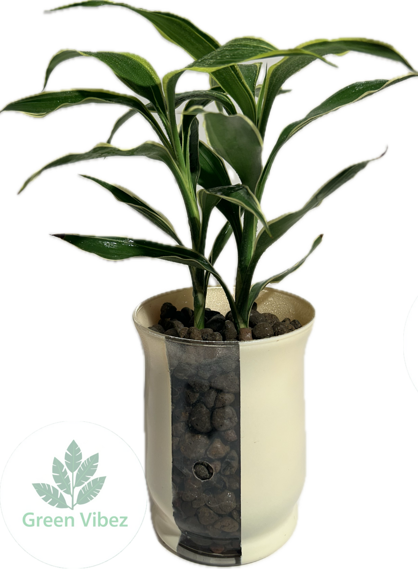 Snake Plant