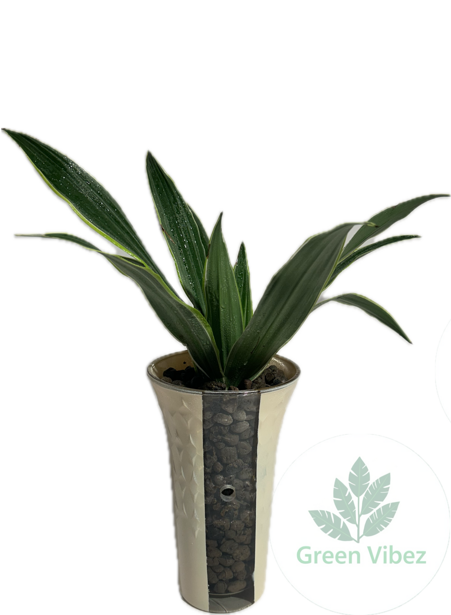 Dracena