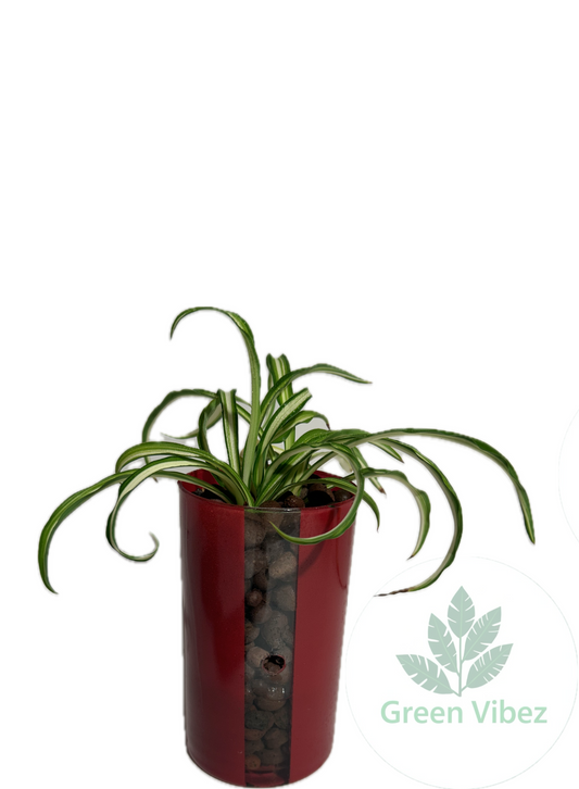 Spider Plant