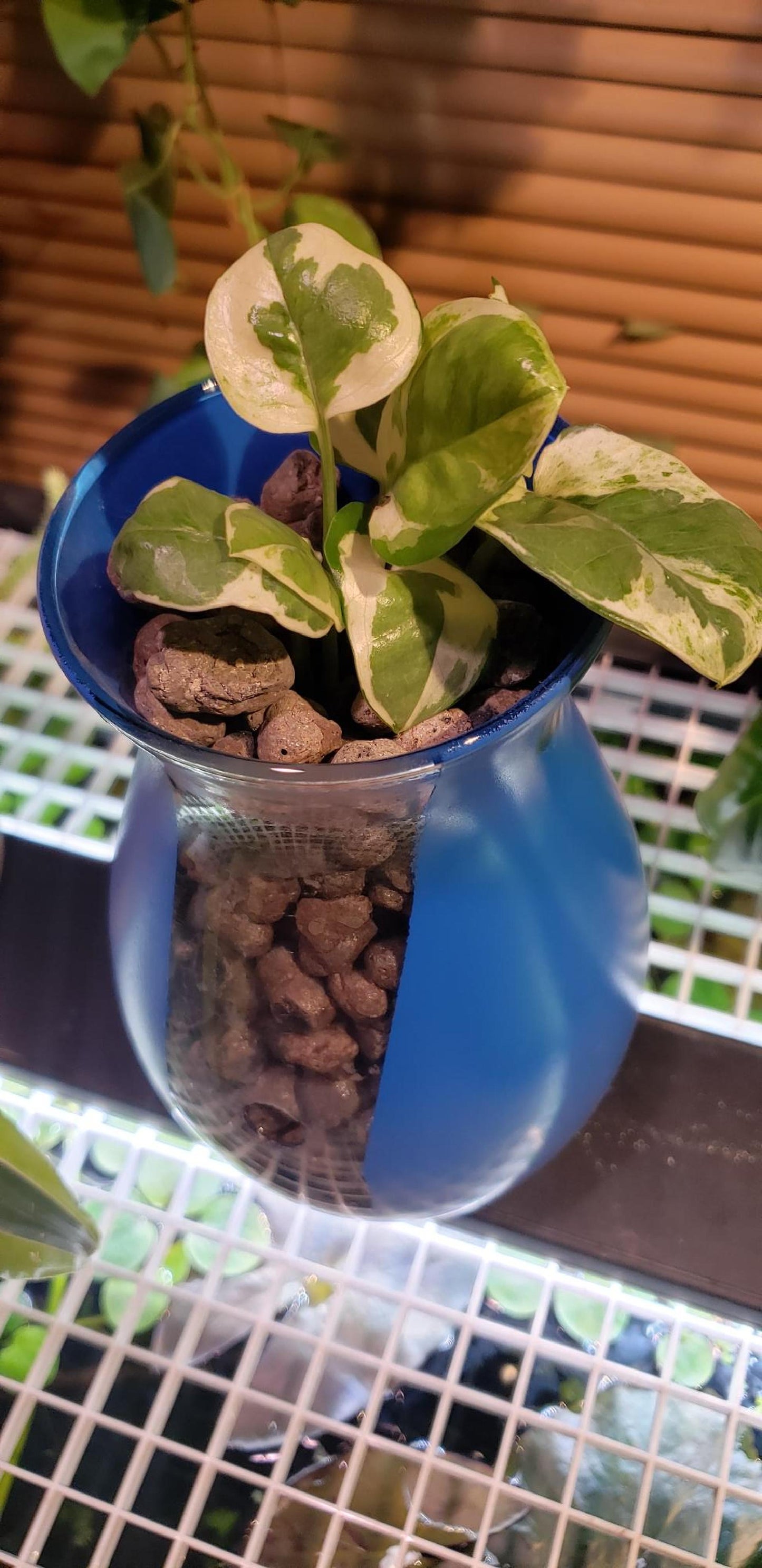 Pothos N'Joy